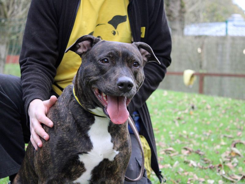 Staffie Puppies for sale in Merseyside