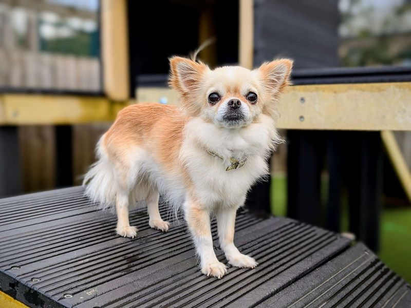 Chihuahua Puppies for sale in Glamorgan