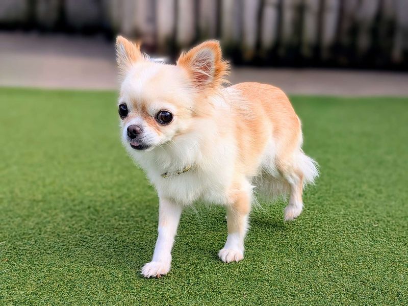 Chihuahuas for sale in Cardiff, Glamorgan