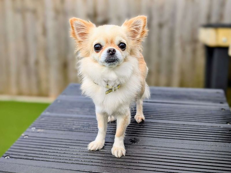 Chihuahua Puppies for sale