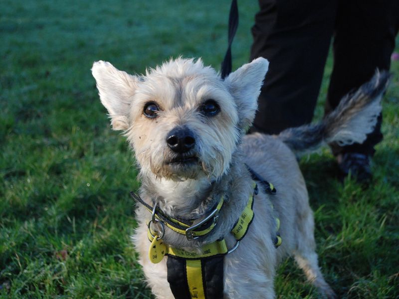 Benji for sale in Newbury, Berks