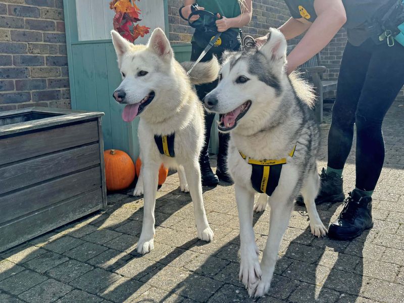 Odin | Siberian Husky Cross | Basildon (Essex) - 1