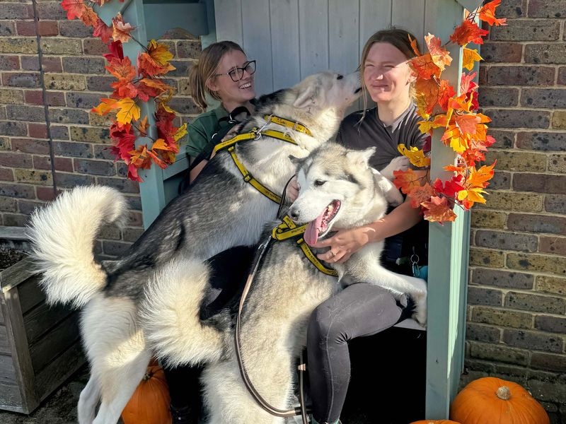 Nala | Alaskan Malamute | Basildon (Essex) - 1