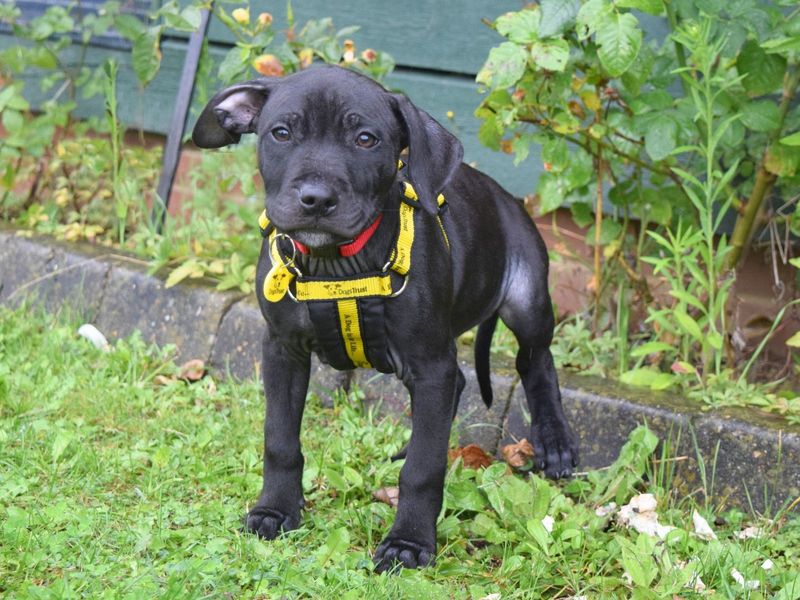 Roly for sale in Uxbridge, London - Image 1