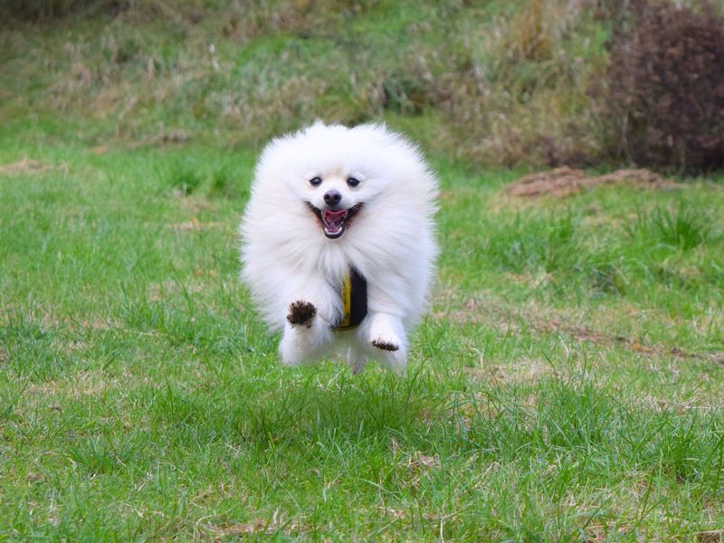 Fozzy | Pomeranian | Harefield West London - 1