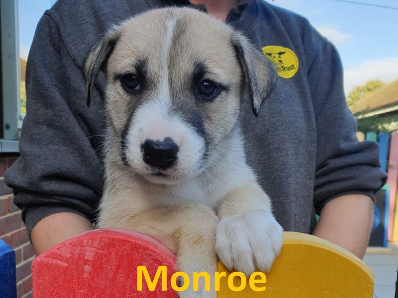 Monroe for sale in Chestfield, Kent