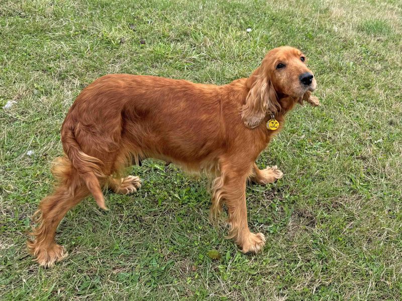 Rosie | Spaniel (Cocker) | Basildon (Essex) - 1