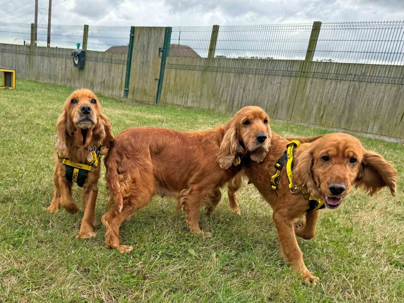 Cocker Spaniels for sale in Wickford, Essex