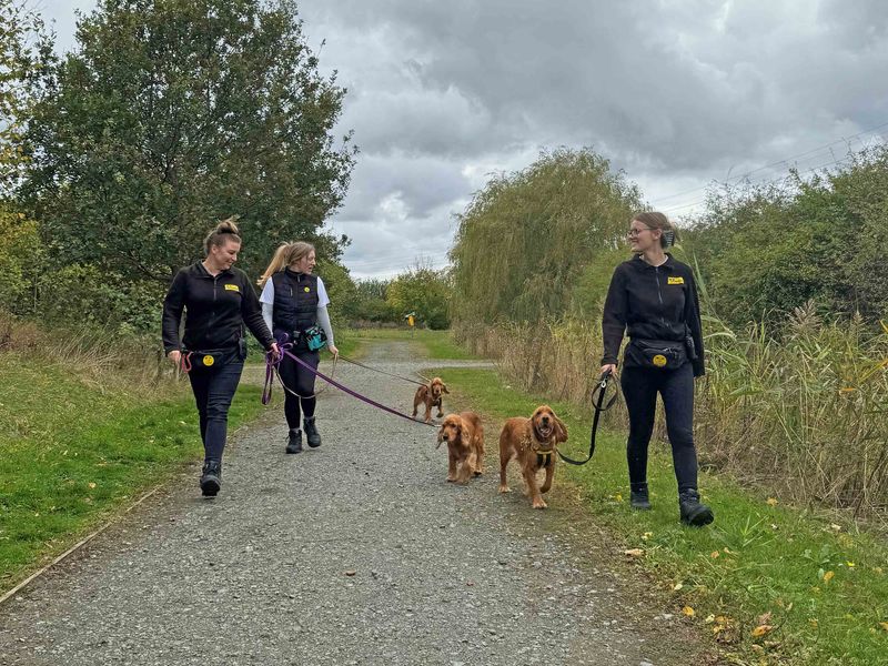 Cocker Spaniel Puppies for sale