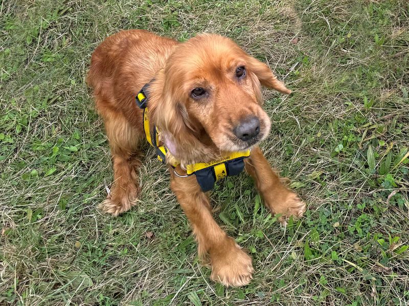 Cocker Spaniel Puppies for sale