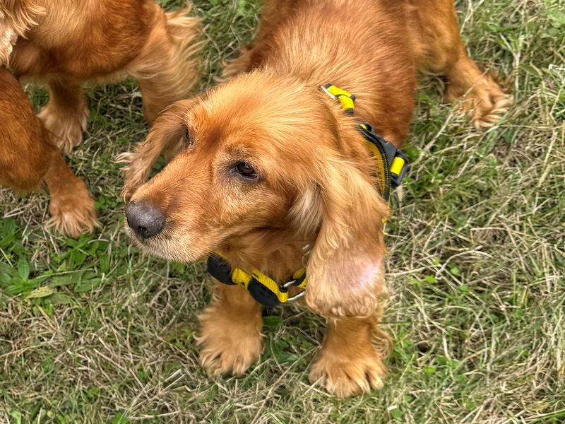 Cocker Spaniel Puppies for sale in Essex