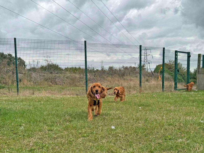 Cocker Spaniel Puppies for sale