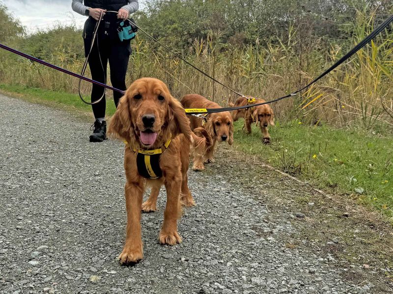 Cocker Spaniels for sale in Wickford, Essex