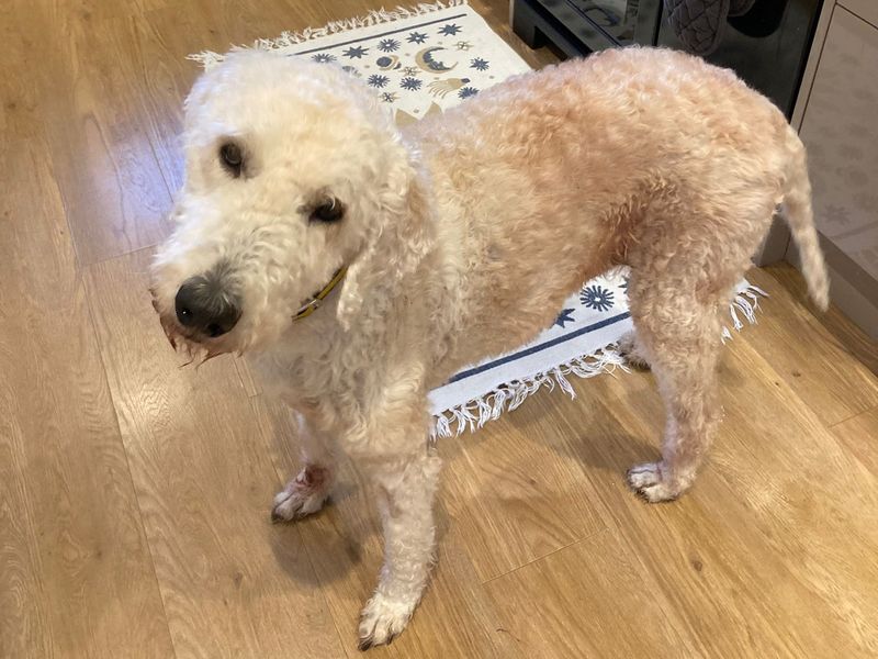 Dougal | Poodle (Standard) Cross | Kenilworth (West Midlands) - 1