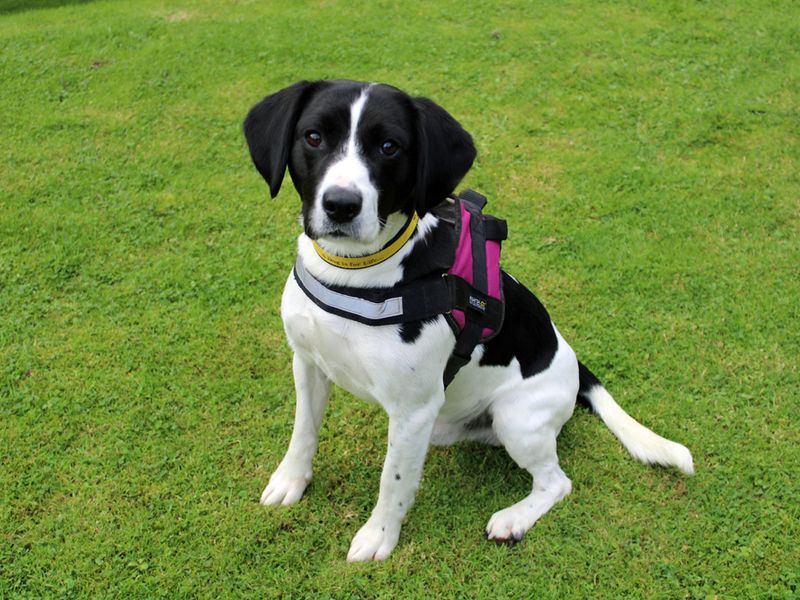 Beagle Puppies for sale in Merseyside