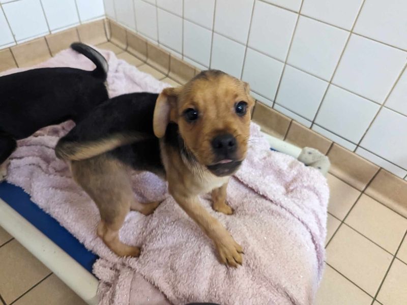 Jack Russells for sale in Mid Glamorgan, Wales