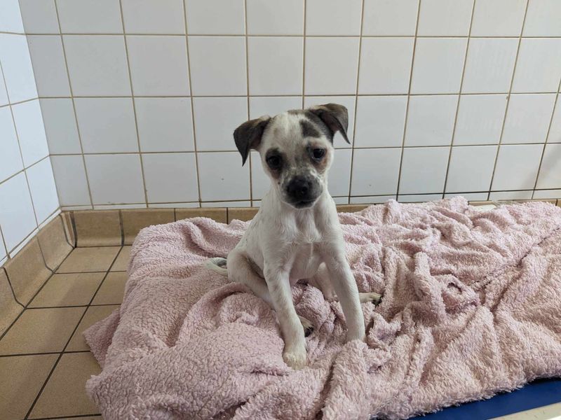 Jack Russells for sale in Mid Glamorgan, Wales