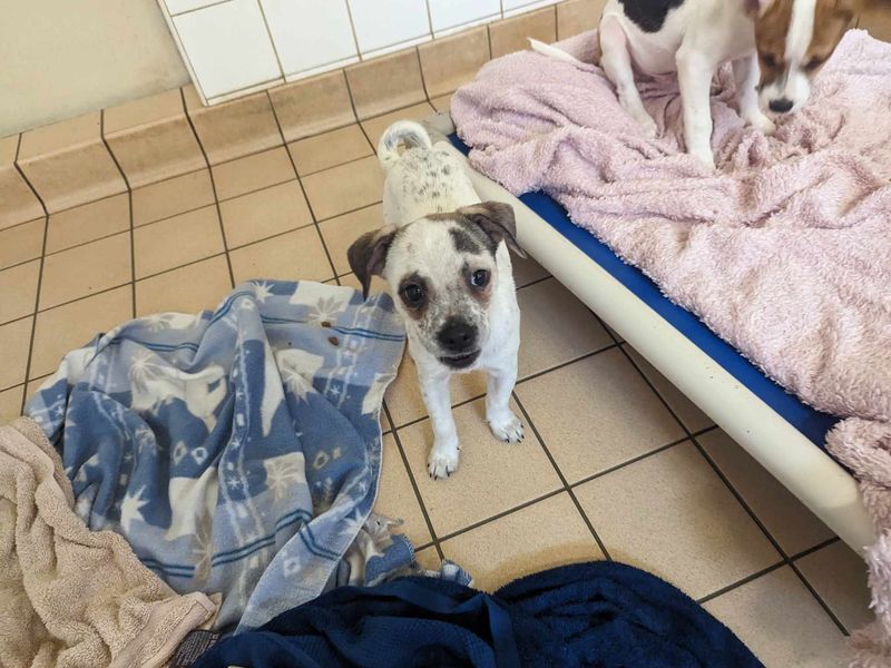 Jack Russell Puppies for sale in Wales