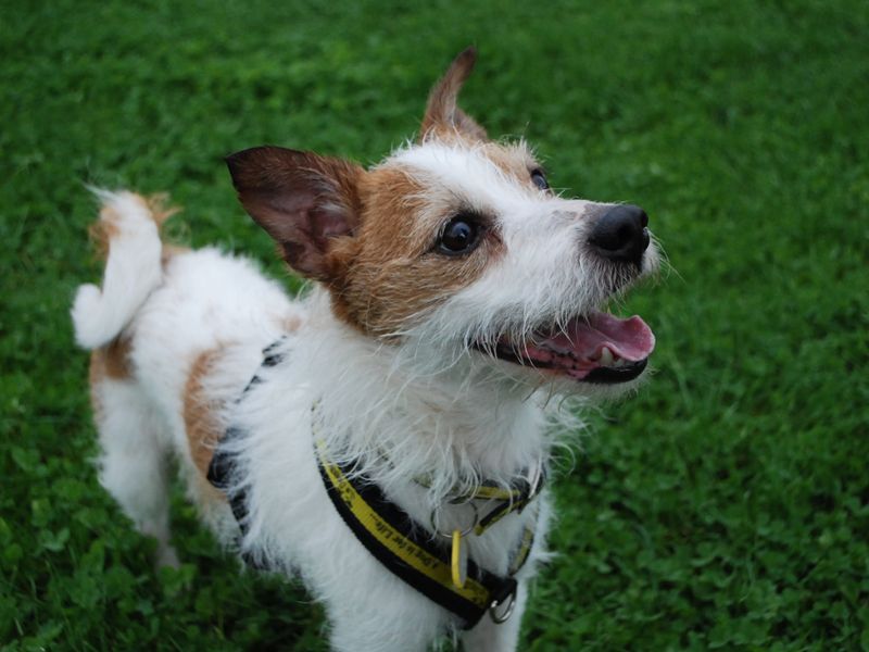 Jack Russells for sale in Newbury, Berks