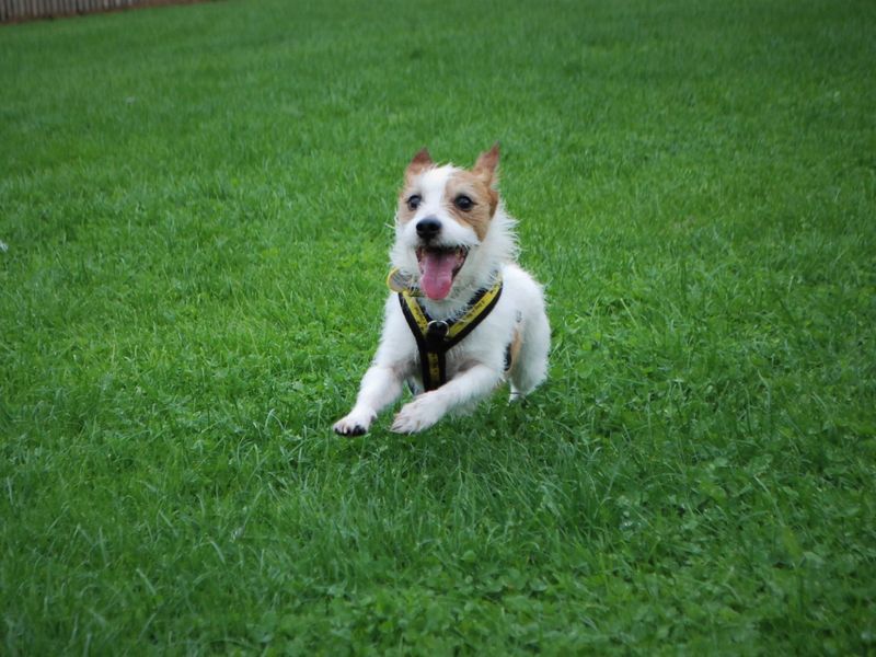 Jack Russell Puppies for sale in Berks