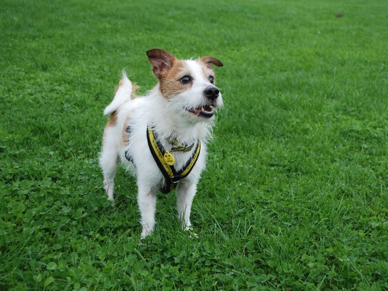 Jack Russell Puppies for sale