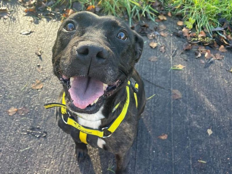 Lola | Terrier (Staffordshire Bull) Cross | Shrewsbury (Shropshire) - 1