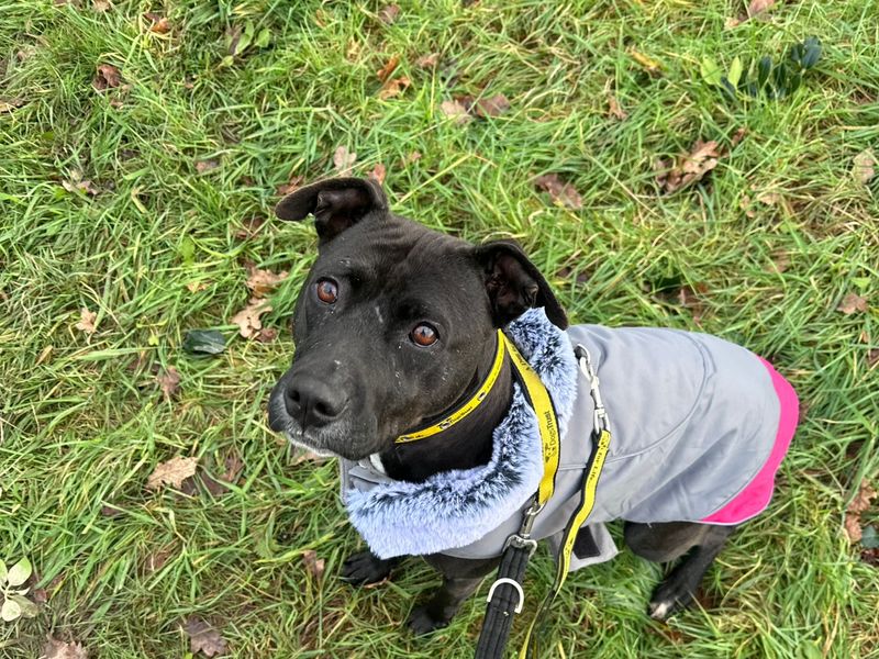 Jessie | Terrier (Staffordshire Bull) Cross | Shrewsbury (Shropshire) - 1