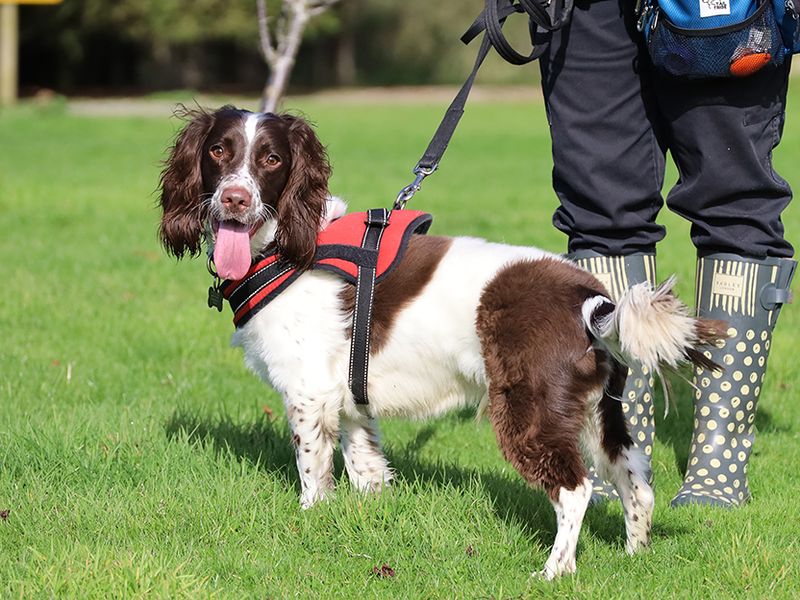 Max for sale in Leeds, Yorkshire