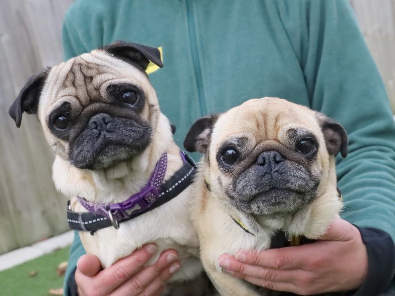 Dollie and Purdy for sale in Leeds, Yorkshire - Image 1