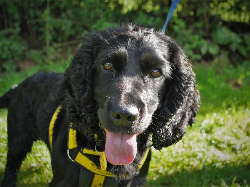 Cocker Spaniels for sale in Newbury, Berks