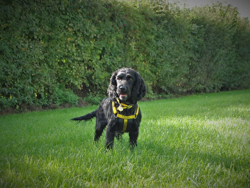 Cocker Spaniel Puppies for sale in Berks