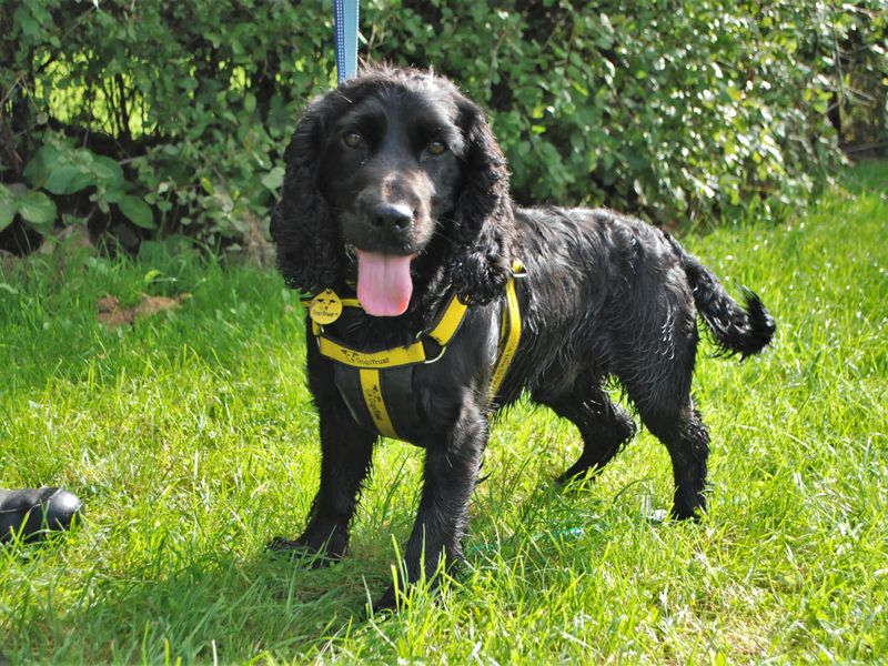 Cocker Spaniel Puppies for sale