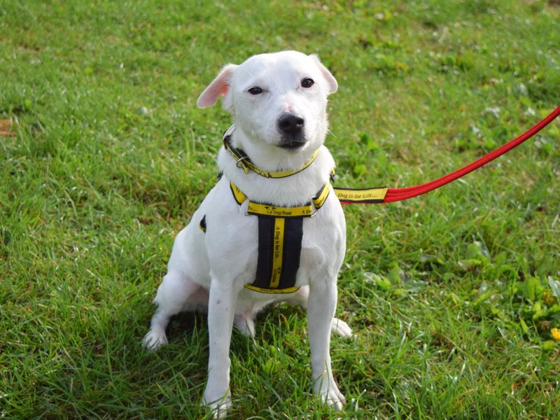 Jack Russell Puppies for sale in London