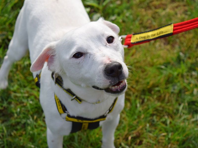 Gus for sale in Uxbridge, London - Image 1