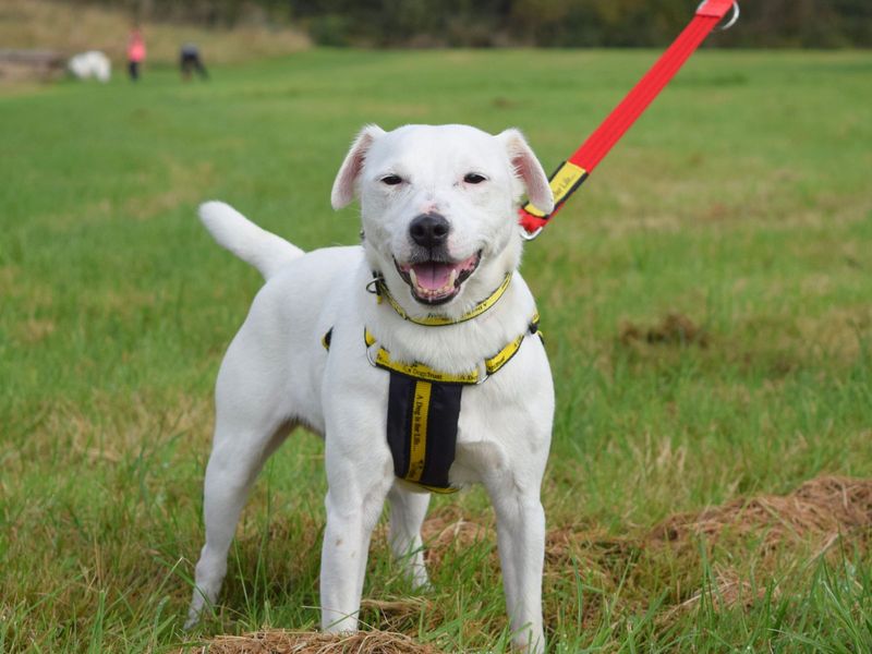 Jack Russells for sale in Uxbridge, London