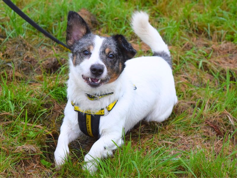 Jack Russell Puppies for sale in London