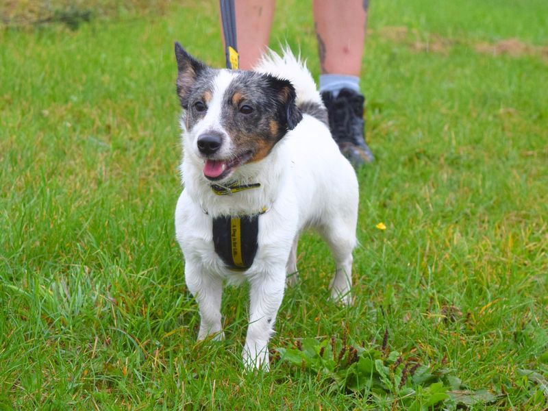 Jack Russells for sale in Uxbridge, London