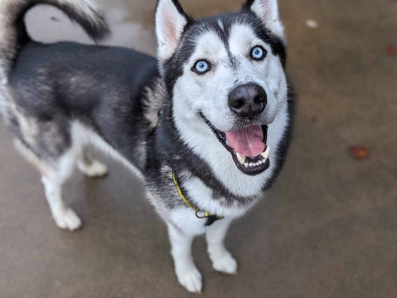 Buddy | Siberian Husky | Bridgend (Wales) - 1