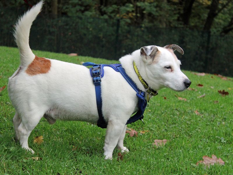 Jack Russells for sale in Liverpool, Merseyside