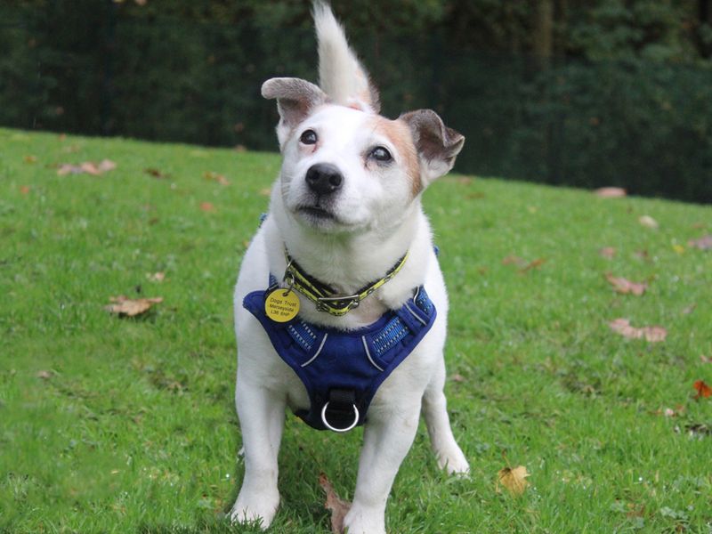 Jack Russell Puppies for sale in Merseyside