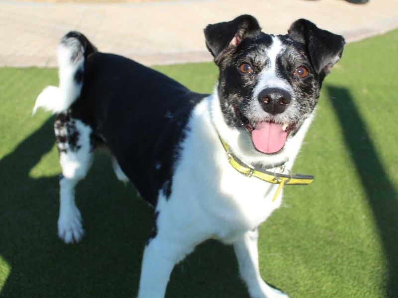 Jack Russell Puppies for sale