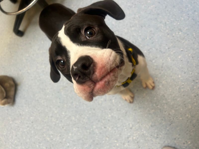 Badger | American Bulldog Cross | Loughborough - 1