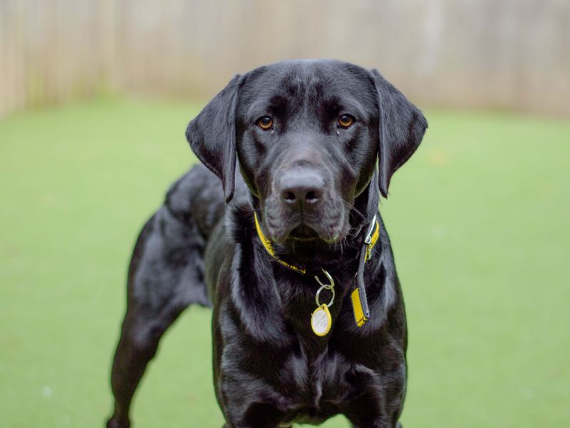 Asher | Retriever (Labrador) | Shoreham (Sussex) - 1