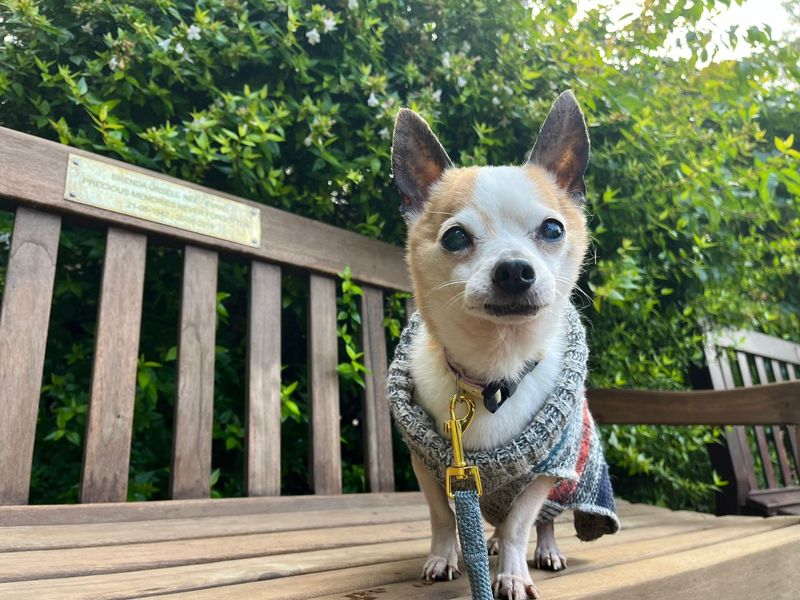 Chihuahua Puppies for sale in Glamorgan