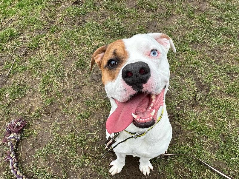 Bowie | Boxer Cross | Bridgend (Wales) - 1