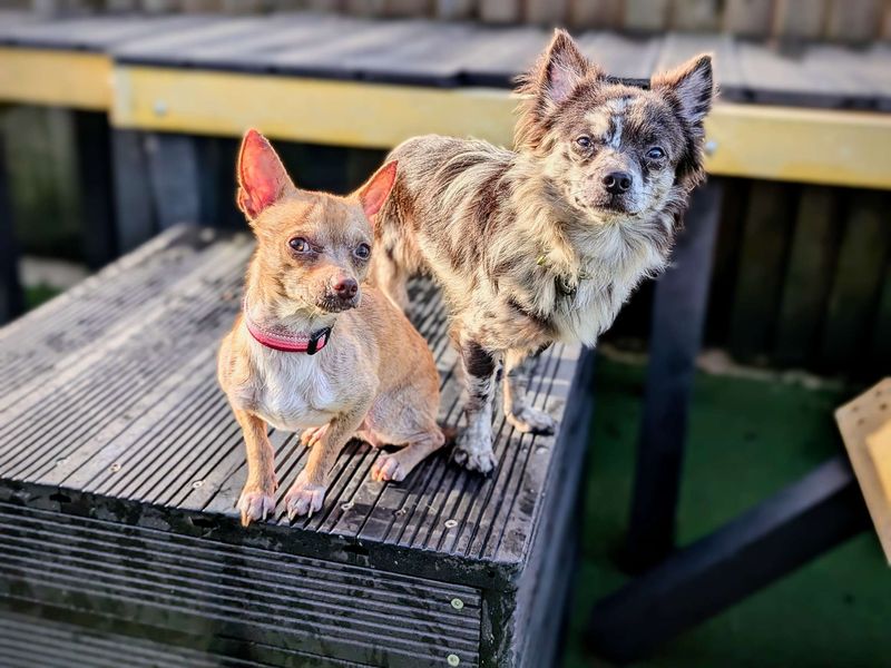 Chihuahua Puppies for sale in Glamorgan