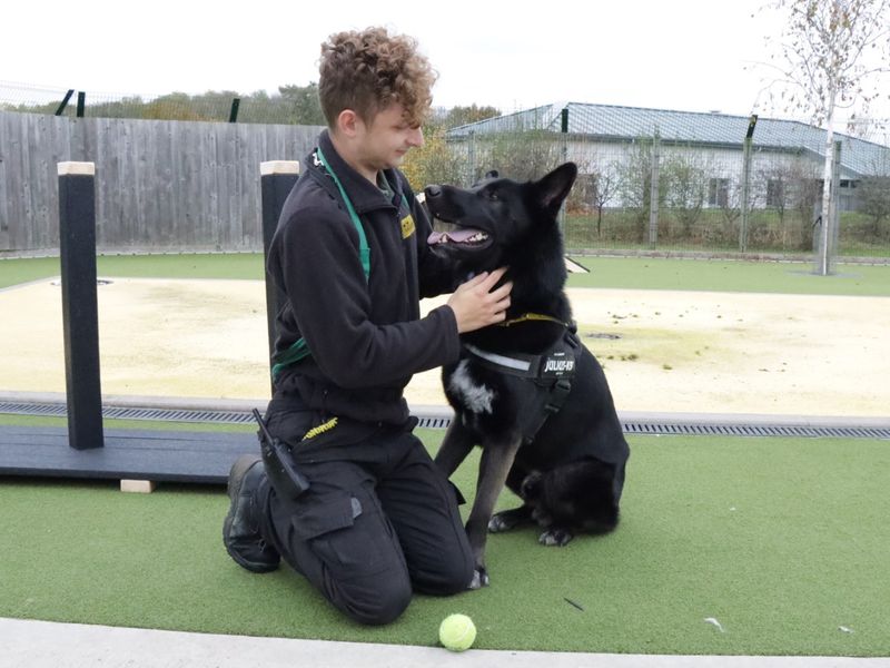 German Shepherd Puppies for sale in Worcestershire