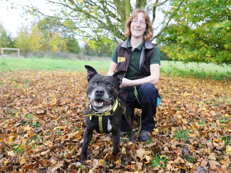 Staffordshire Bull Terriers for sale in Leeds, Yorkshire