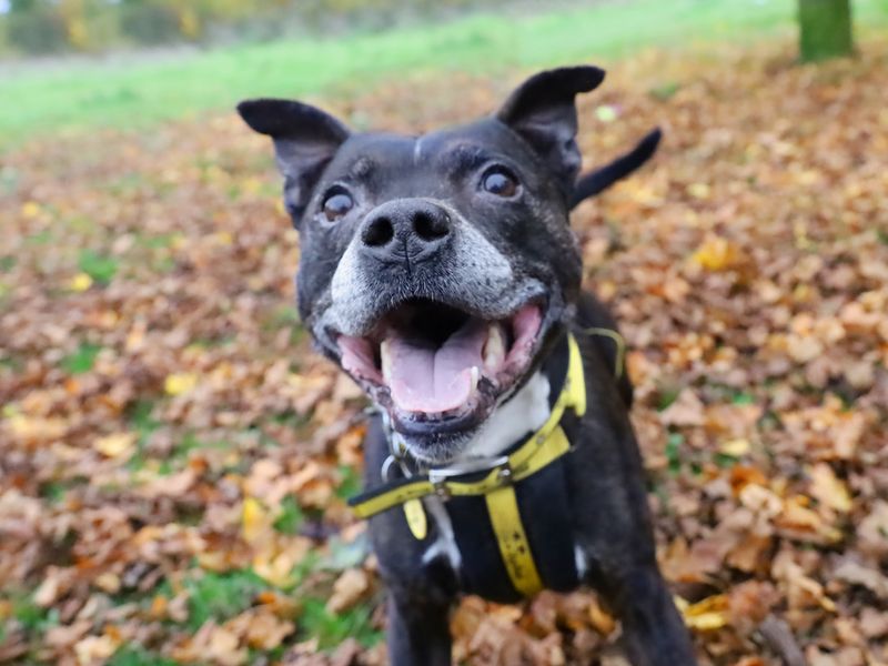 Kai | Terrier (Staffordshire Bull) | Leeds - 1