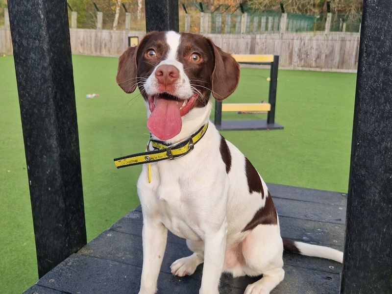 Alfie | Spaniel (English Springer) Cross | Glasgow - 1